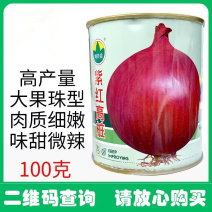 紫红高桩洋葱种子大果珠型高产量抗病耐热耐寒耐抽苔基地用