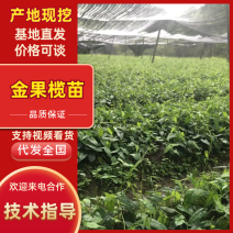 【金果榄苗】重庆高产易存活产地直销量大从优可对接全国市场