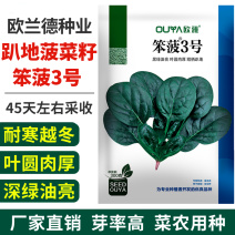 欧兰德趴地菠菜种子黑圆叶红根菠菜种籽耐寒越冬高产基地种植