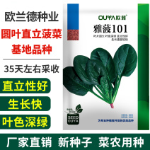 耐寒菠菜种子红根直立圆叶深绿油亮春秋越冬露地趴地菠菜种籽