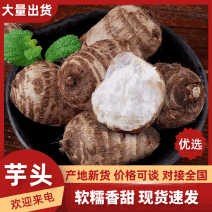 芋头山东8520毛芋头产地直供一手货源量大从优