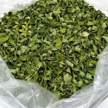中药材辣木叶批发辣木干叶片辣木叶茶云南辣木叶