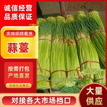 《精》山东鲜货红帽蒜薹金乡蒜苔质优价廉量大从优可视频