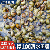 微山湖清水田螺新鲜活体去尾焯水田螺干净全国发货量大从忧
