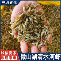 微山湖生态小河虾新鲜自然生长全国发货量大从优各大平台供货