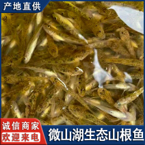 微山湖生态山根鱼淡水鱼新鲜小黄鱼趴地虎全国发货量大从忧