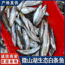 微山湖生态白条鱼淡水翘嘴鱼新鲜大小餐条鱼全国发货量大从忧