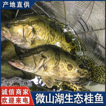 微山湖生态桂鱼淡水鱼新鲜季花鱼冰鲜鳜鱼全国发货量大从忧