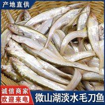 微山湖正宗淡水毛刀鱼新鲜淡水鱼活鱼现杀全国发货量大从忧