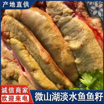 微山湖生鱼籽鲤鱼新鲜淡水鱼胖头鱼草鱼鱼籽全国发货量大从忧