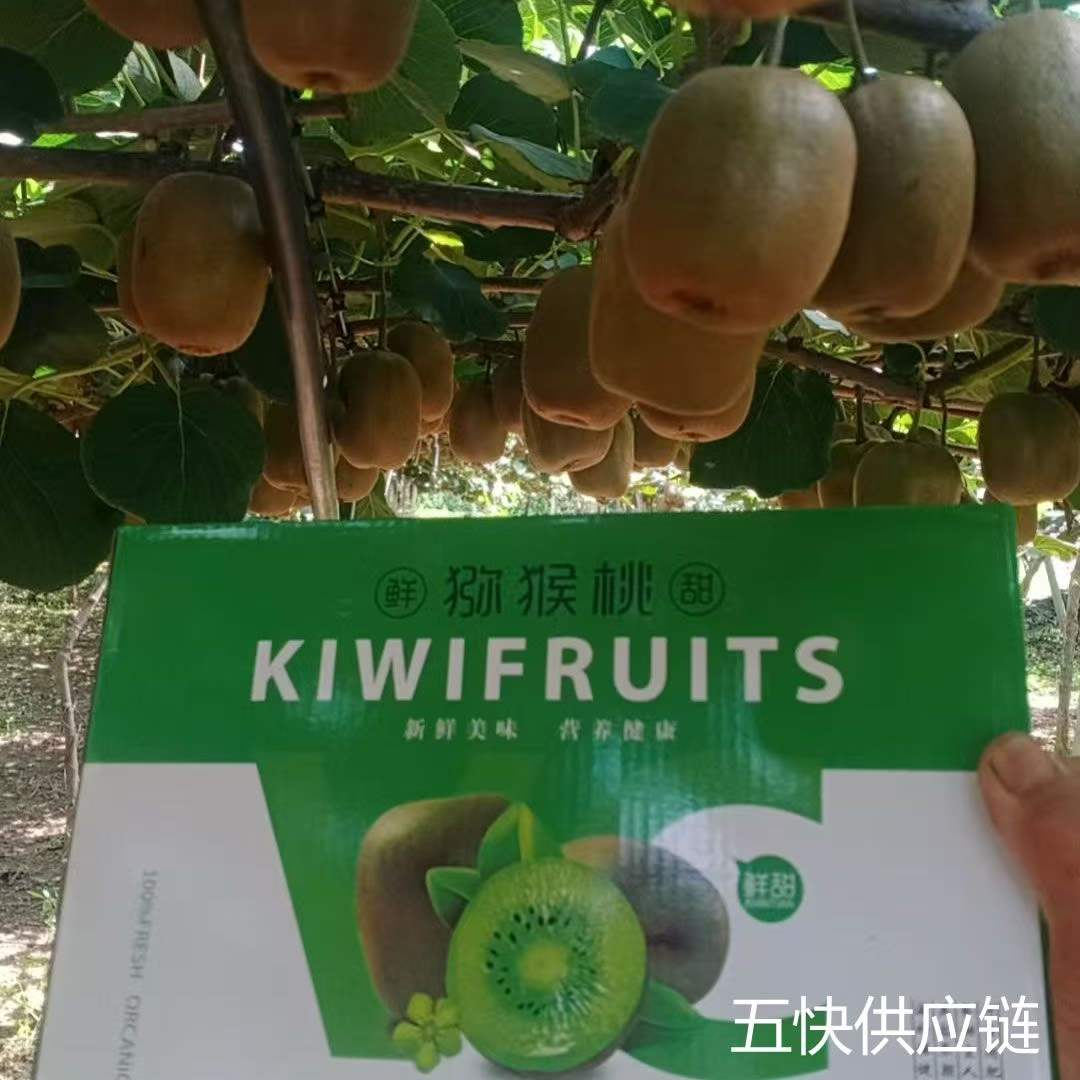 彩色老照片:1970年代新西兰北岛港口仓库内,印有黑色‘ZESPRI™’雏形商标与‘Kiwifruit – Grown in New Zealand’字样的绿色纸箱整齐堆叠;箱体印有手绘几维鸟图案与新鲜猕猴桃剪影,工人正用麻绳捆扎木托盘,展现早期标准化出口场景 1970年代新西兰奇异果出口包装箱特写