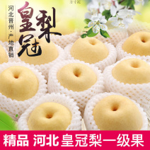 河北白皇冠梨一件代发产地直发一手货源对接各大电商平台