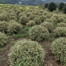 金边胡颓子球大量供应成活率高欢迎来电洽谈