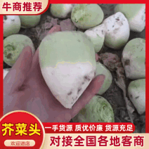 芥菜头\新鲜芥菜头\山西吕梁文水县大量上市\对接各大市场