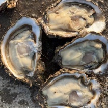 生蚝海蛎牡蛎泥蚝净化活鲜对接各大平台