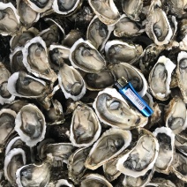 生蚝海蛎牡蛎泥蚝净化活鲜诚信经营