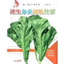 速生甜脆竹芥种孑叶芥蔬菜种子四季春秋冬季青菜种菜种籽水芥
