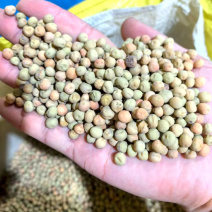 604荷兰豆种子红花软荚豌豆种子双荚荷兰豆种子大田基地用