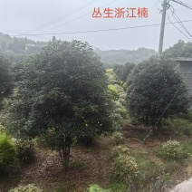 丛生浙江楠木大量供应产地现挖现发品质保证欢迎来电