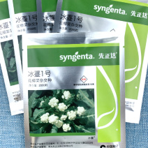 先正达进口冰薹1号花椰菜杂交种子甜脆薹用花椰菜种子籽