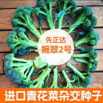 先正达进口婉翠2号青花菜种子松花型青花菜种籽早熟蔬菜种孑