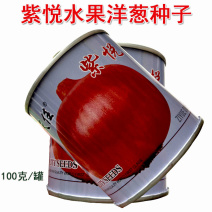 水果洋葱种子紫悦100g生吃紫红皮半高桩扁圆形圆葱种子