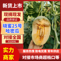 晓蜜25哈密瓜海南哈密瓜皮薄多汁量大从优对接全国市场