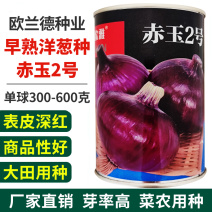 洋葱种子秋季深红皮秋播中早熟高圆球微辣甜脆耐储存100克