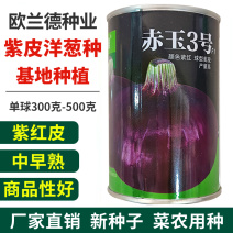 欧兰德紫皮洋葱杂交种子秋季中早熟高圆耐储耐雨抗病微辣脆甜