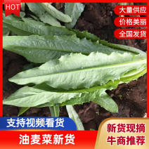 【推荐】精品油麦菜产地直供保质保量可视频看货