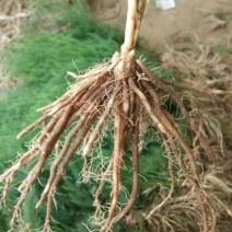 芦笋苗大量有货专业对接一手货源可视频看货