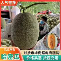 [牛]广西晓蜜25哈密瓜北海哈密瓜万亩基地持续供货代发全国