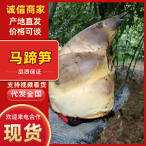 福建绿竹笋货源充足/精品鲜一手货源欢迎咨询