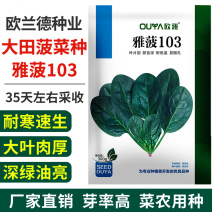 大叶菠菜种子耐寒耐冻圆叶直立红根越冬深绿黑亮杂交菠菜籽种