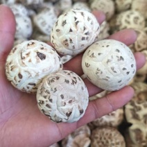 精选花菇干香菇湖北基地直供质量保证货源充足全国发货