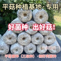 平菇菌种栽培种三级种广温低温高温品种全
