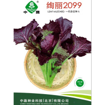 绚丽2099紫芥菜种子水晶菜种子四季紫色蔬菜种籽青菜种子