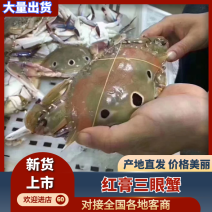 台海红膏三眼蟹，筛选的每只都有红膏有肉，小件试样5斤1件