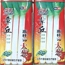 章丘高杆90大葱种子生长快返青早不分杈叶色浓绿蜡粉厚