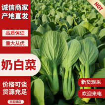 山东曹县奶白菜丨《推荐》诚信代办全国冷链发货致电联系