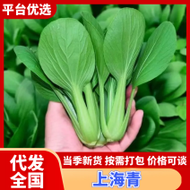 精品小油菜丨上海青丨山东油菜产地直发全年供货欢迎来电