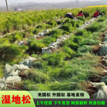 湿地松苗美国松刮油松一手货源基地直销量大从优专车专送