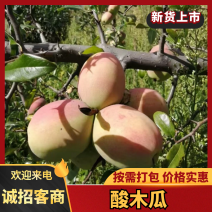 洱源酸木瓜货源充足量大从优对接全国各地采购商