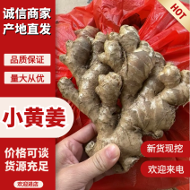 小黄姜二号姜中黄姜菜姜库存，市场电商，货源充足