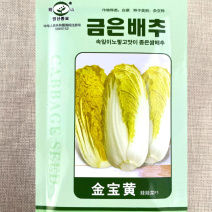 韩国金宝黄F1娃娃菜种子黄芯黄叶娃娃菜籽耐热寒蔬菜四季