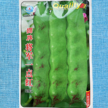 狮牌将军一点红油豆种子红油豆油豆角四季春夏秋冬播豆角种籽