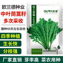 中叶茼蒿种子皇帝菜种籽蔬菜种子四季阳台播种春秋冬耐热耐寒
