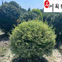 四川金姬小蜡球批发金姬小蜡球工程苗批发金姬小蜡基地