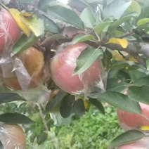 红星苹果大量有货产地直发价格可谈对接全国平台