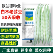 芸豆种子白不老四季豆架豆保护地高产无筋豆小金豆扁豆角种籽